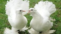 golubi-pavliny