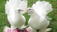 golubi-pavliny